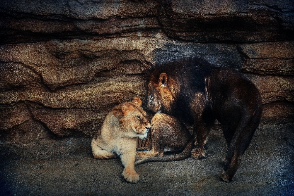 Photo Faune zoo félin couple