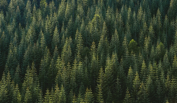 Ağaç orman çimen el değmemiş doğa
 Fotoğraf