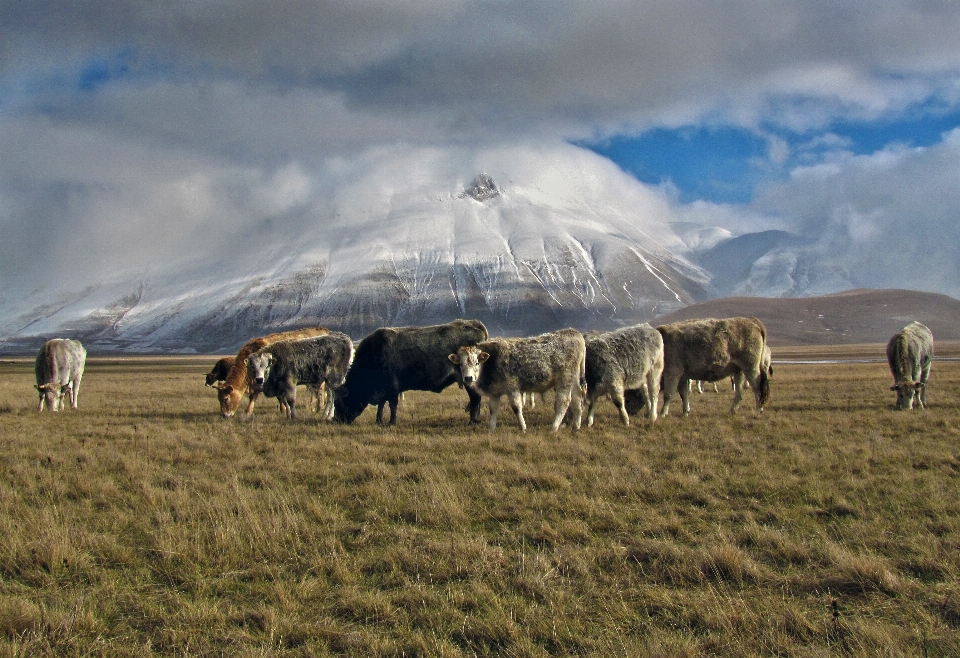 Paysage montagne champ prairie
