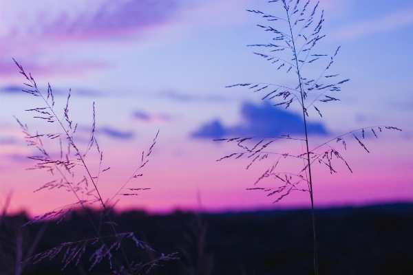 Nature grass branch cloud Photo