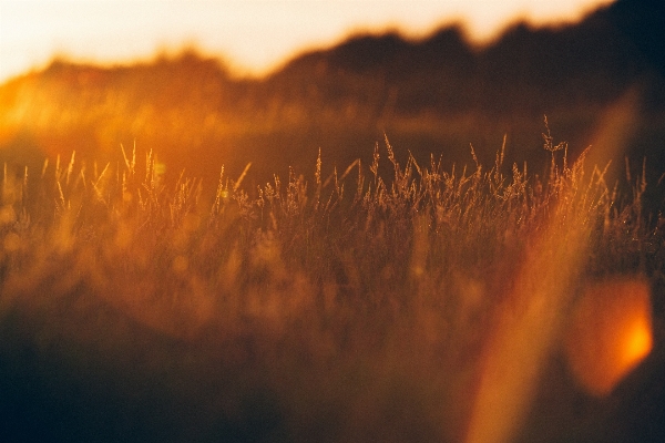 Nature grass horizon light Photo