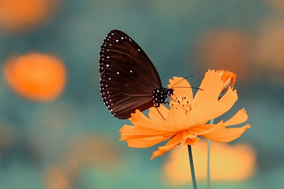 Natur flügel anlage fotografie