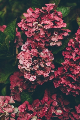 Tree branch blossom plant Photo