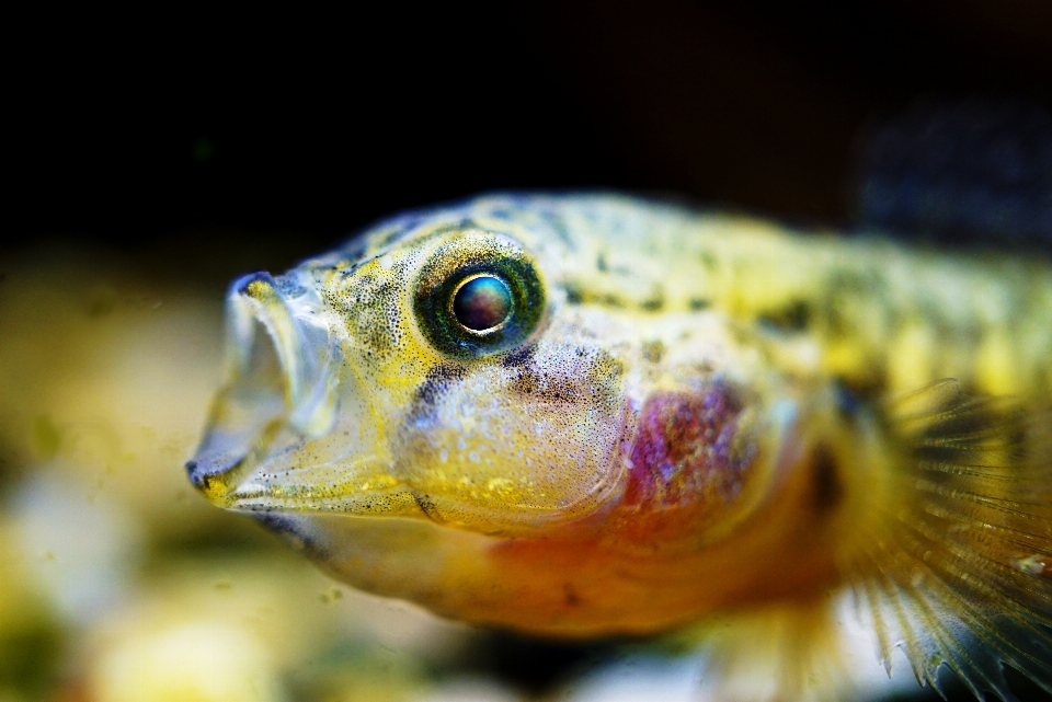 Fotografia dzikiej przyrody podwodny biologia