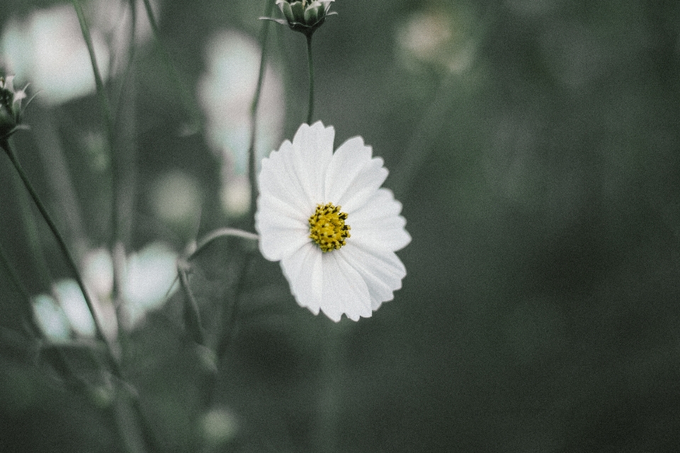 Flower plant black and white flora