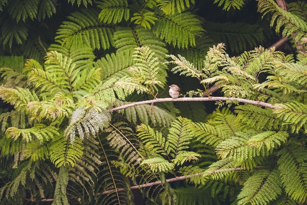 Tree forest branch bird Photo