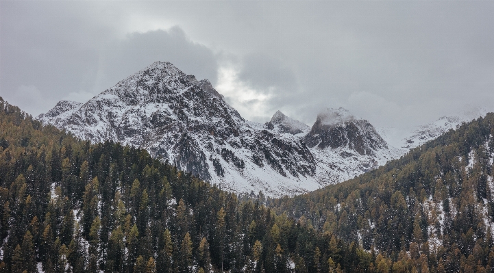 Tree forest wilderness mountain Photo