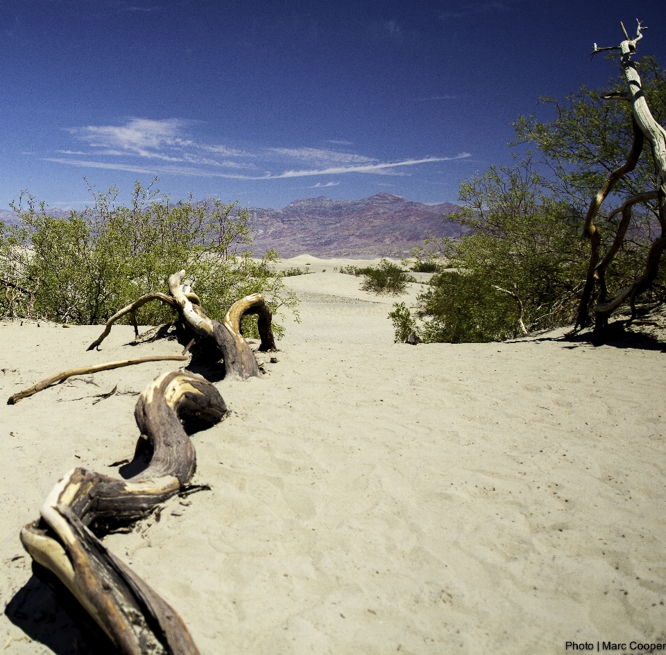 Strand landschaft meer baum