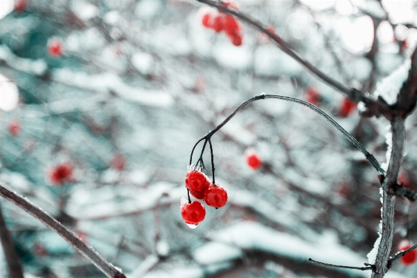 Photo Arbre bifurquer fleurir neige