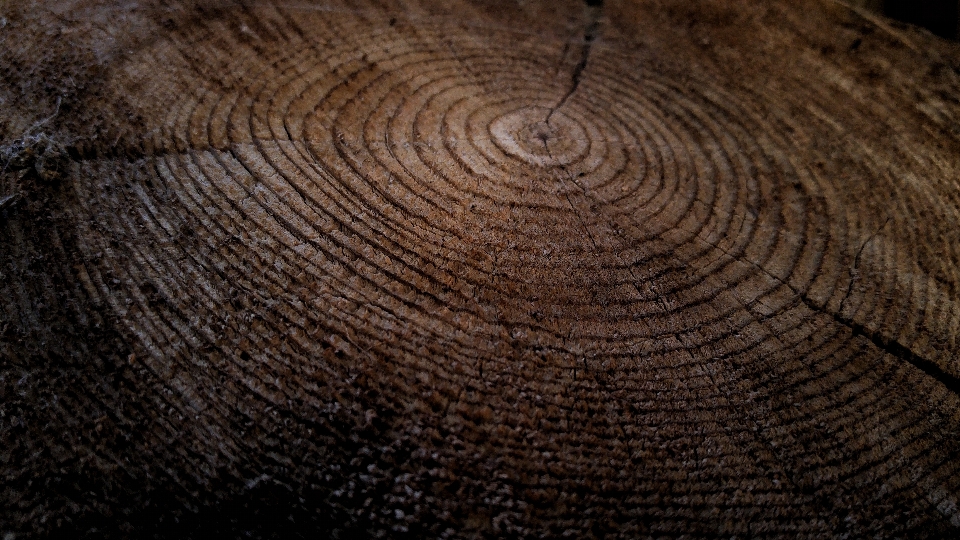 Albero legna struttura foglia