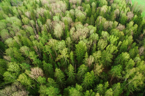 Tree forest branch plant Photo