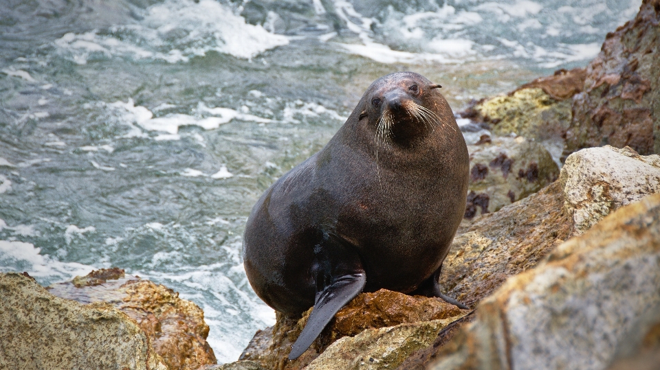 Rock animais selvagens mamífero selo