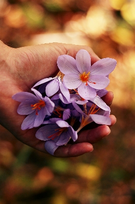 Hand nature blossom plant Photo