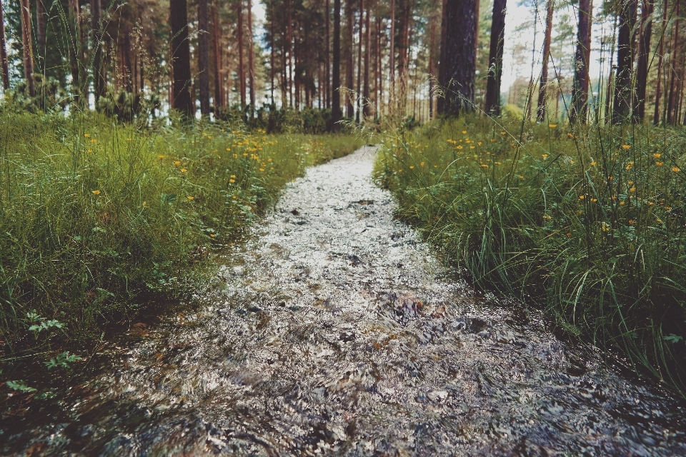 дерево вода лес пустыня
