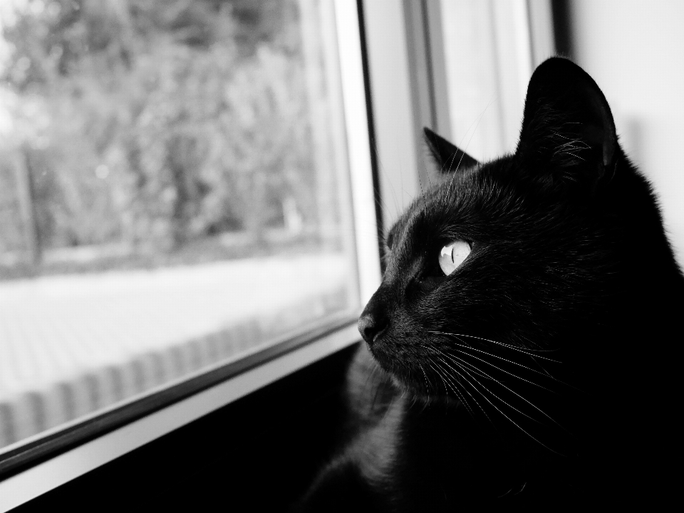 En blanco y negro
 gato mamífero