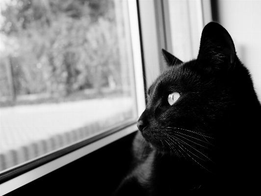 Foto Bianco e nero
 gatto mammifero