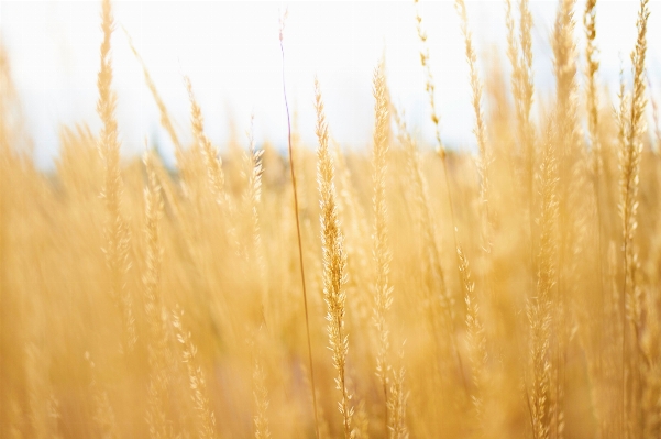 Grass branch plant field Photo