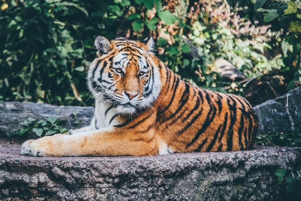 Foto Satwa margasatwa kebun binatang kucing