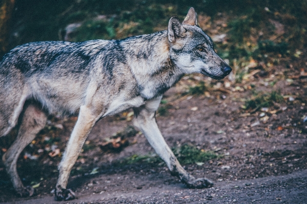 Dog animal fur mammal Photo