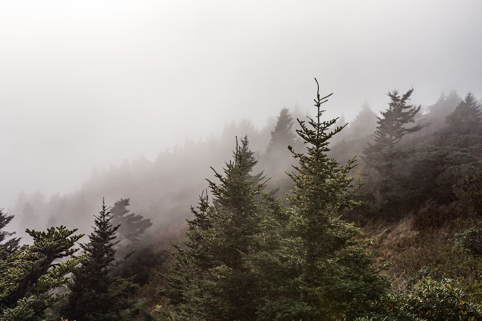 Albero natura foresta selvaggia
