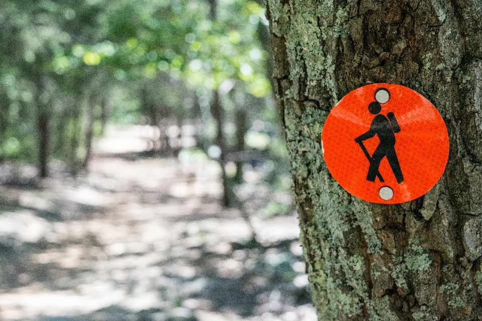 Baum natur wald pfad