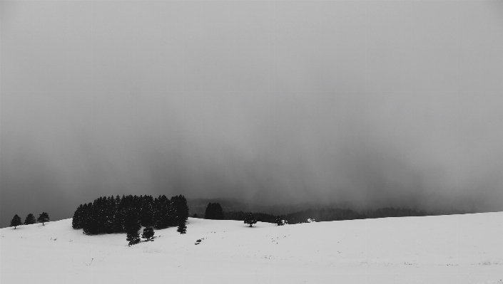 Tree snow winter cloud Photo