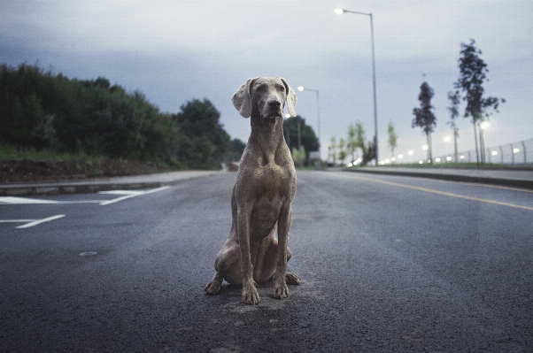 Street dog animal asphalt Photo