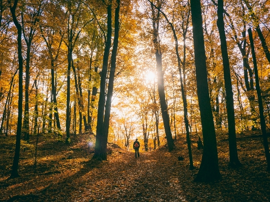 Tree nature forest wilderness Photo