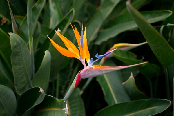 Nature plant leaf flower Photo