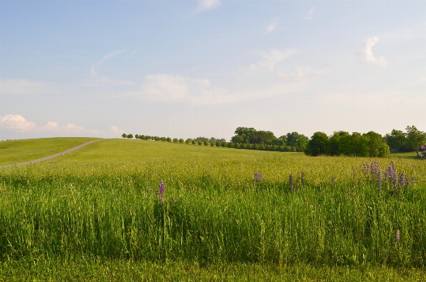 Landscape nature grass horizon Photo