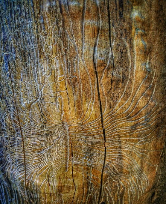 Baum holz textur blatt