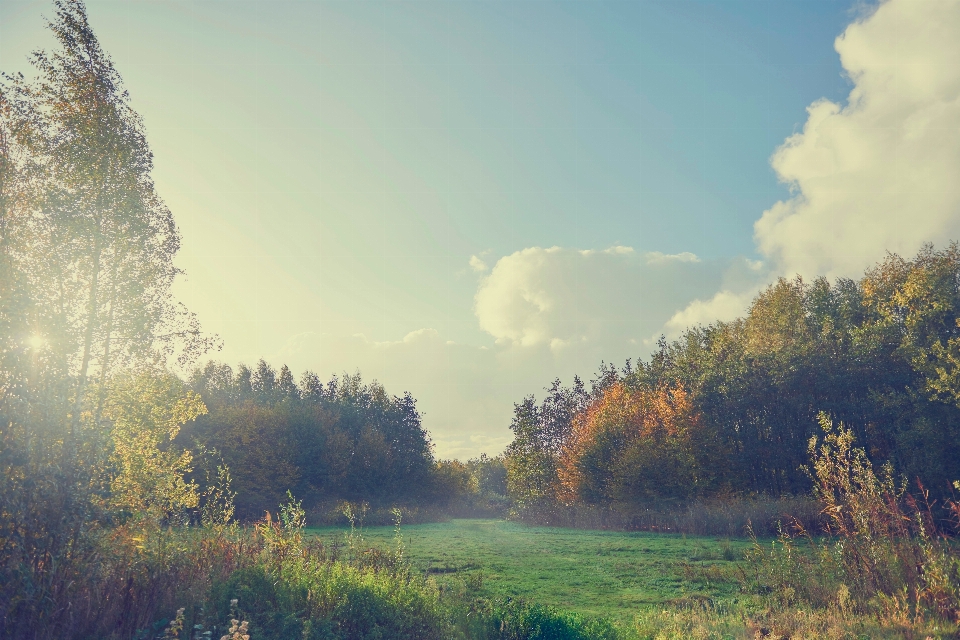 Landschaft baum natur wald