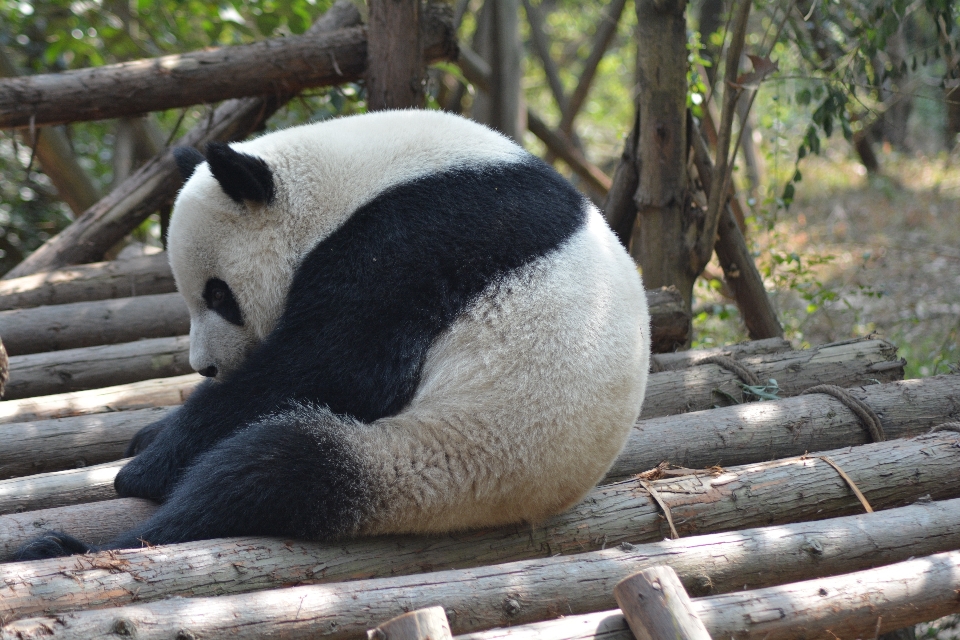 Oso fauna silvestre zoo mamífero