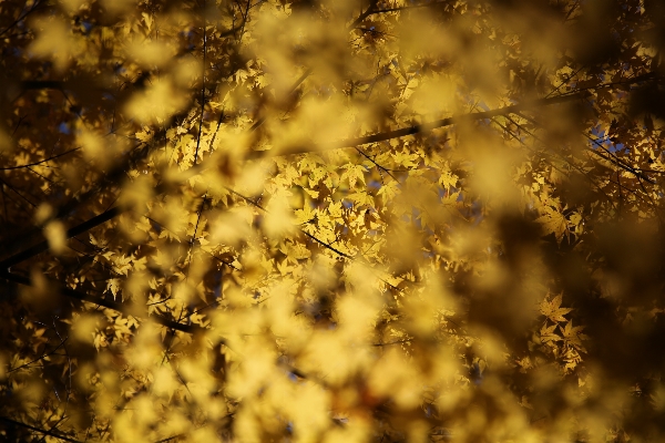 Tree nature branch blur Photo