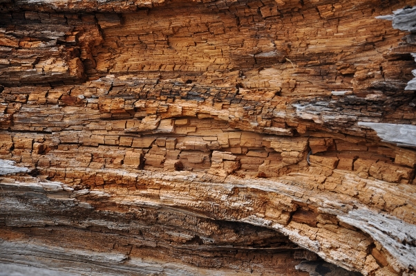 Rock wood trunk wall Photo