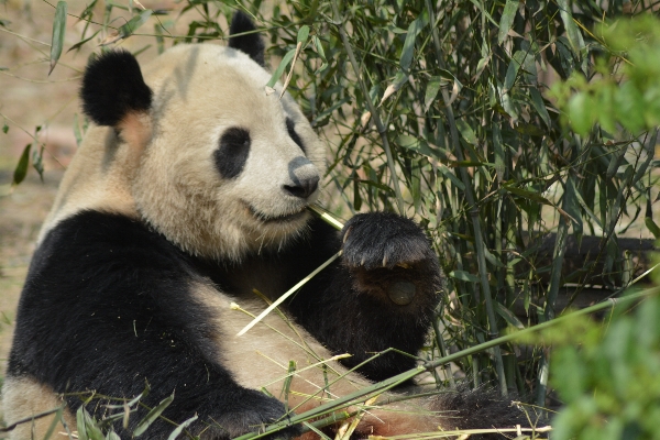 Bear wildlife zoo mammal Photo