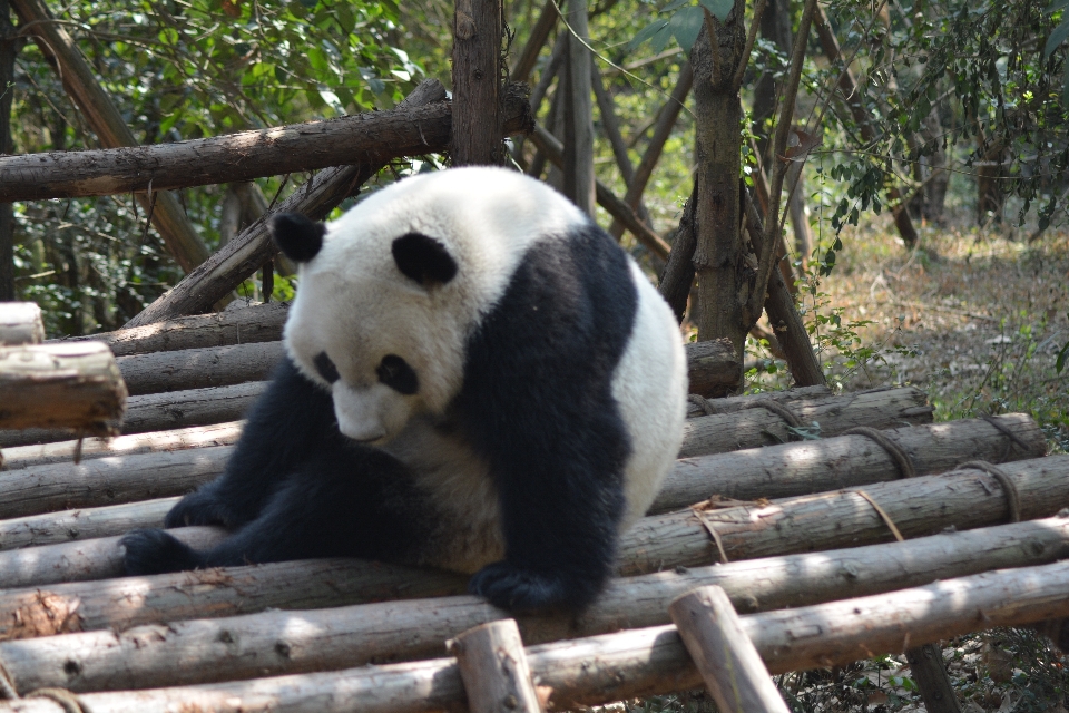 Oso zoo mamífero fauna