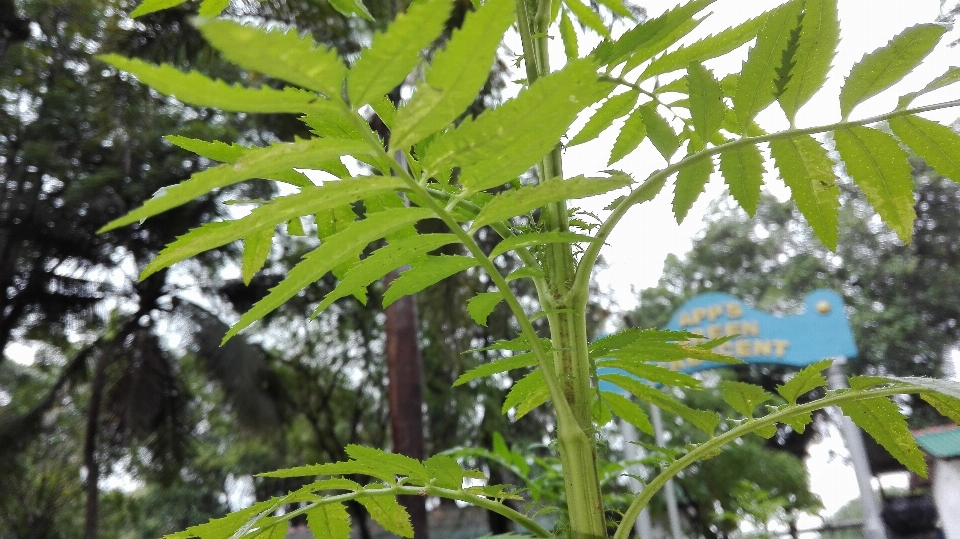 树 分支 植物 叶子