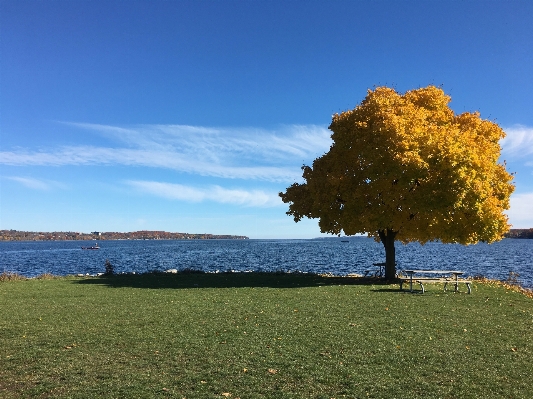 Landscape sea coast tree Photo