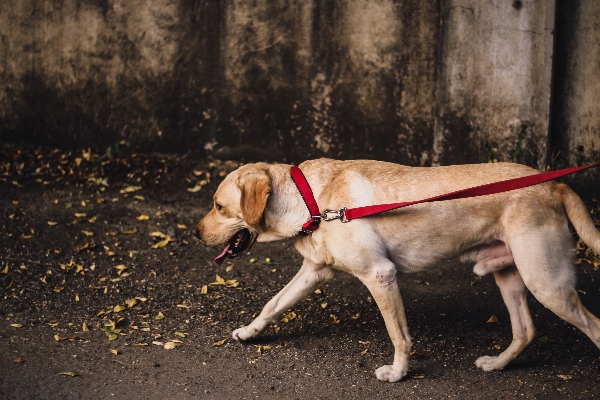 Foto Cucciolo cane mammifero vertebrato
