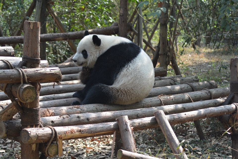 娱乐 熊 野生动物 动物园