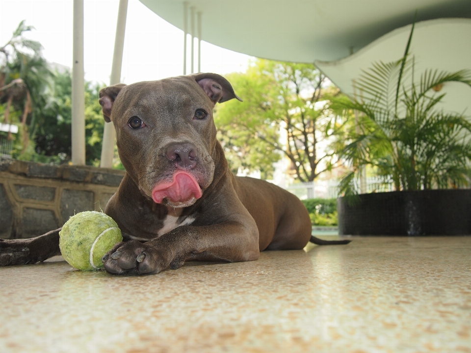 Anjing mamalia buldog bertulang belakang
