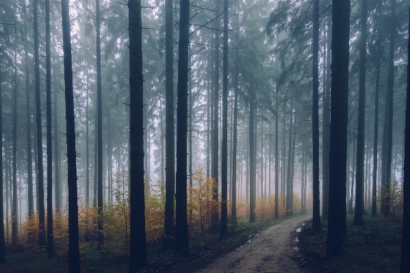 Foto Pohon alam hutan cabang