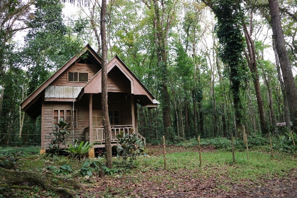 Tree forest wood house Photo