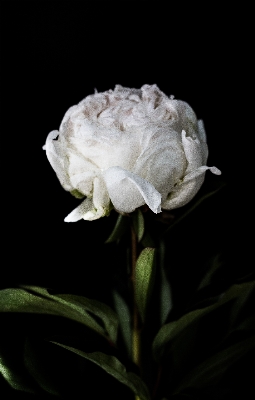 Foto Bianco e nero
 pianta fotografia