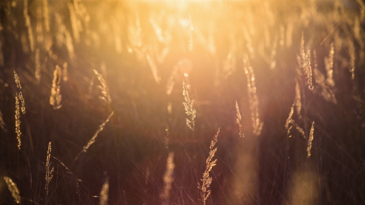 Tree nature forest grass Photo