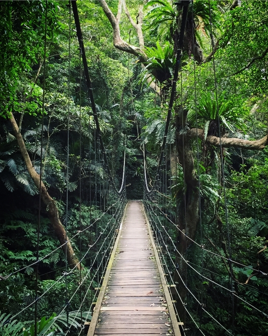 árbol naturaleza bosque rama