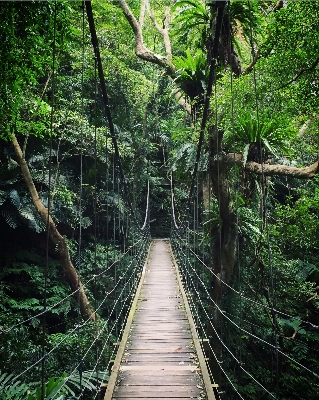 Tree nature forest branch Photo