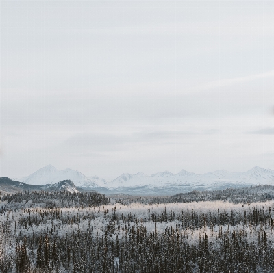 Landscape tree forest wilderness Photo