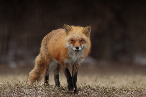 Фото дикая природа млекопитающее лиса fauna